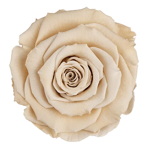 XL Preserved Roses Solid Colors - Pack of 6