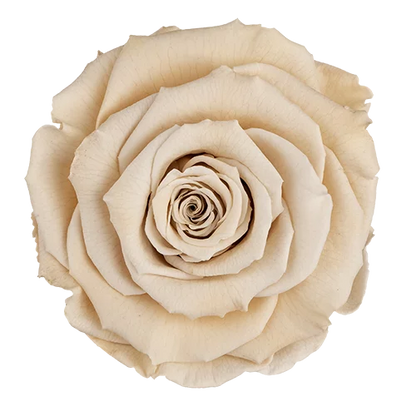 XL Preserved Roses Solid Colors - Pack of 6 - BMade
