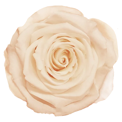 LL+ Preserved Roses Solid Colors - Pack of 6