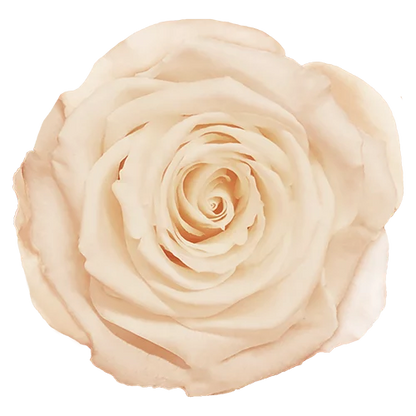 XL Preserved Roses Solid Colors - Pack of 6 - BMade