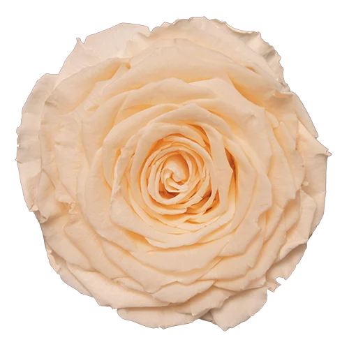 XL Preserved Roses Solid Colors - Pack of 6