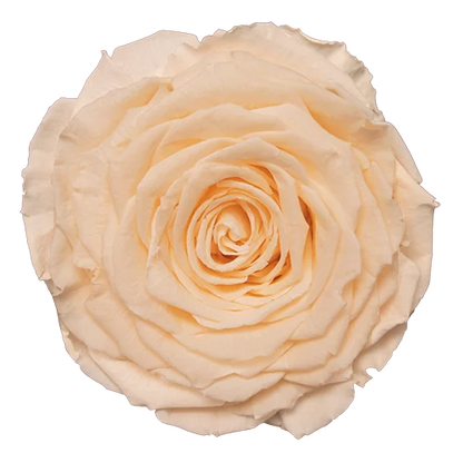 XL Preserved Roses Solid Colors - Pack of 6 - BMade