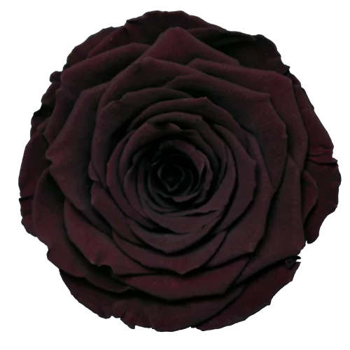 LL+ Preserved Roses Solid Colors - Pack of 6