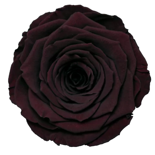 S Preserved Roses Solid Colors