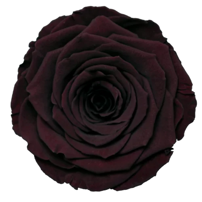 XL Preserved Roses Solid Colors - Pack of 6 - BMade