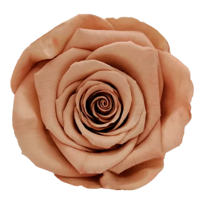 XL Preserved Roses Solid Colors - Pack of 6 - BMade