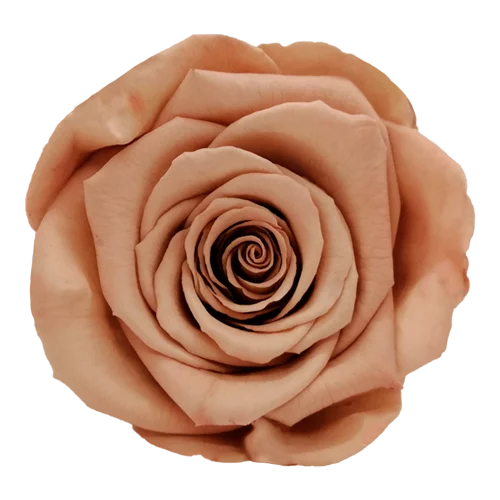 BELLA Preserved Roses Solid Colors - Pack 4 - BMade