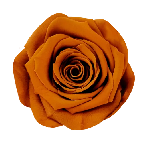 XL Preserved Roses Solid Colors - Pack of 6