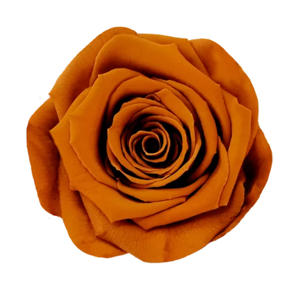 XL Preserved Roses Solid Colors - Pack of 6 - BMade