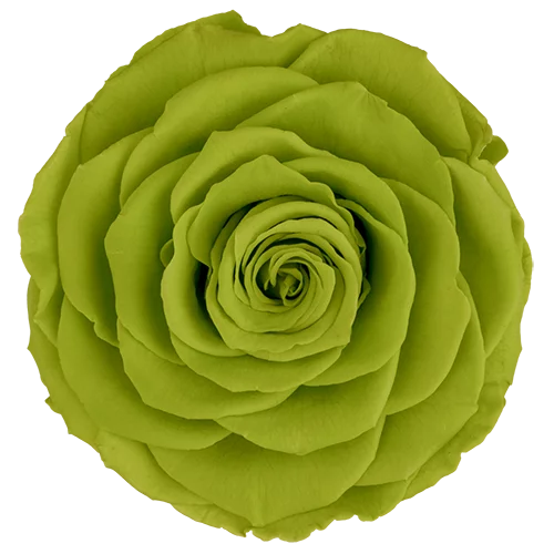 LL+ Preserved Roses Solid Colors - Pack of 6 - BMade
