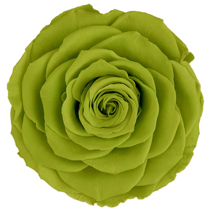 XL Preserved Roses Solid Colors - Pack of 6 - BMade