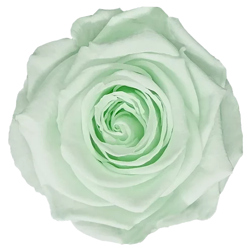 BELLA Preserved Roses Solid Colors - Pack 4 - BMade