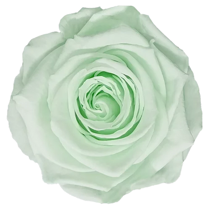XL Preserved Roses Solid Colors - Pack of 6 - BMade