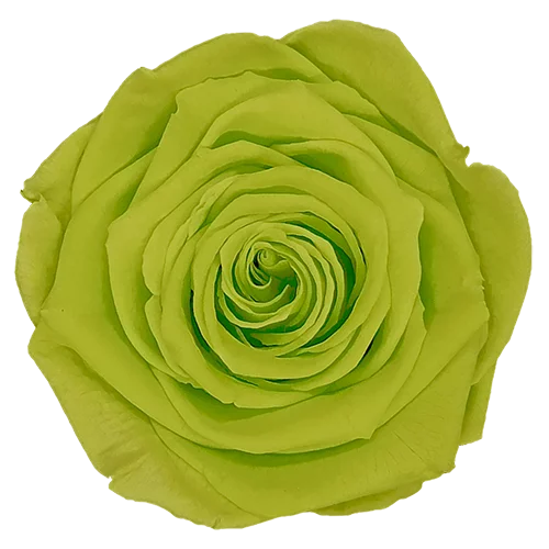 XL Preserved Roses Solid Colors - Pack of 6