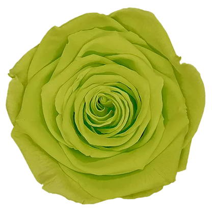 XL Preserved Roses Solid Colors - Pack of 6 - BMade