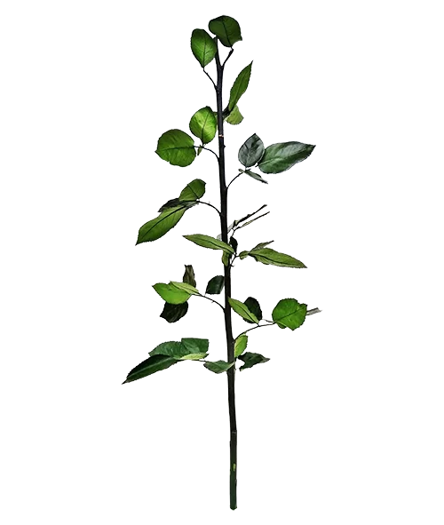 Luxury floral arrangements boxes