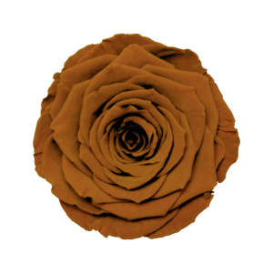 XL Preserved Roses Solid Colors - Pack of 6 - BMade