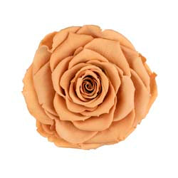 XL Preserved Roses Solid Colors - Pack of 6 - BMade