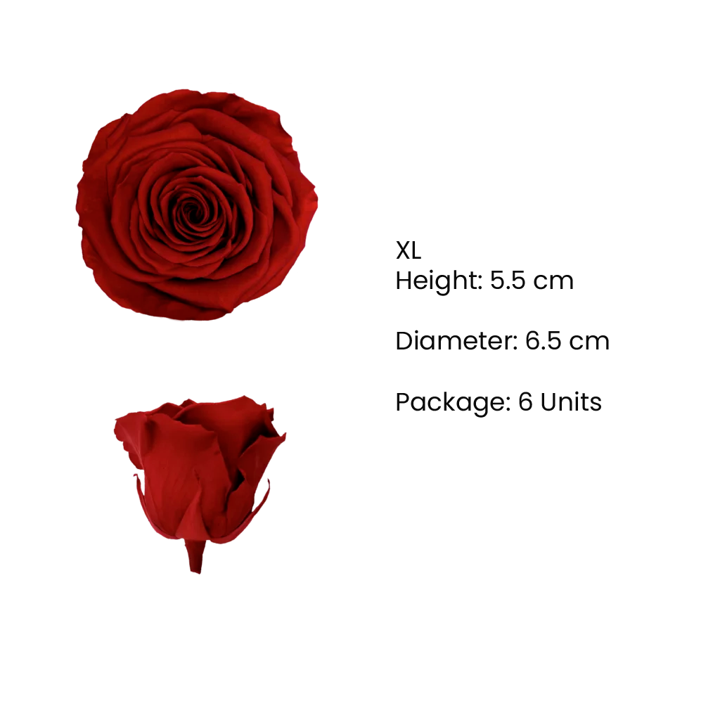 XL Preserved Roses Solid Colors - Pack of 6