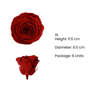 XL Preserved Roses Solid Colors - Pack of 6 - BMade