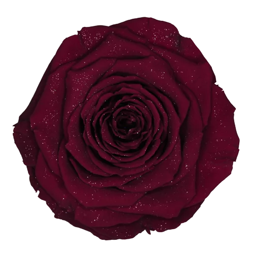 XL Preserved Roses Diamond - Pack of 6