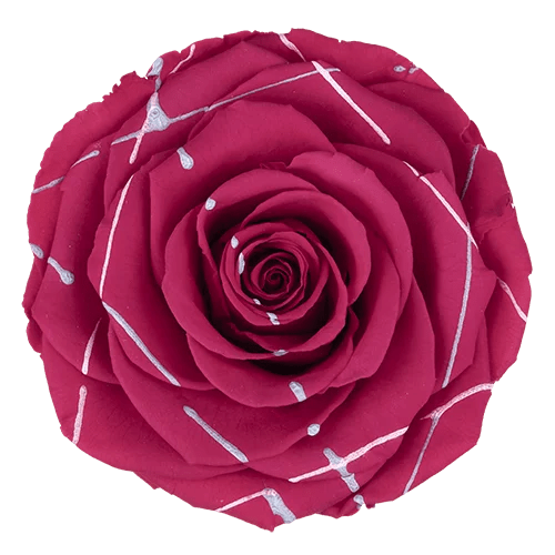 Rosas preservadas BELLA Festiva - Paquete de 4