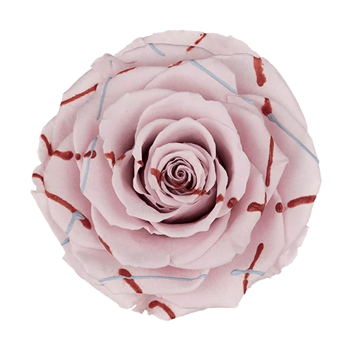 BELLA Preserved Roses Festiva - Pack 4