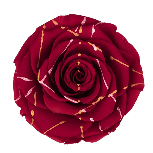 Rosas preservadas BELLA Festiva - Paquete de 4