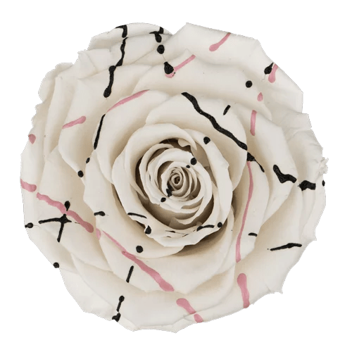 Rosas preservadas BELLA Festiva - Paquete de 4