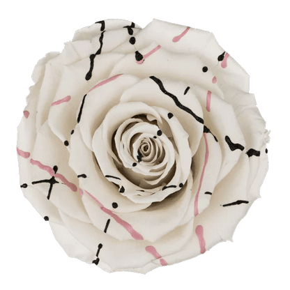 BELLA Preserved Roses Festiva - Pack 4 - BMade