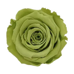 BELLA Preserved Roses Solid Colors - Pack 4