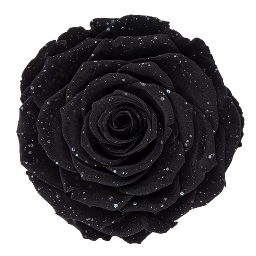 XL Preserved Roses Galaxy - Pack of 6