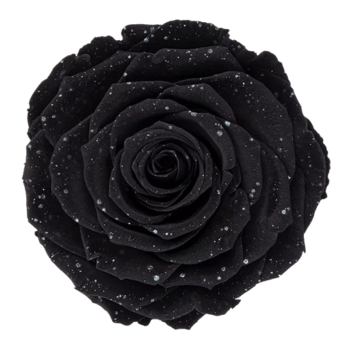 Rosas preservadas BELLA Galaxy - Paquete de 4