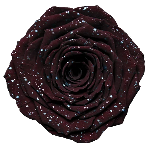 Rosas preservadas LL+ Galaxy - Paquete de 6