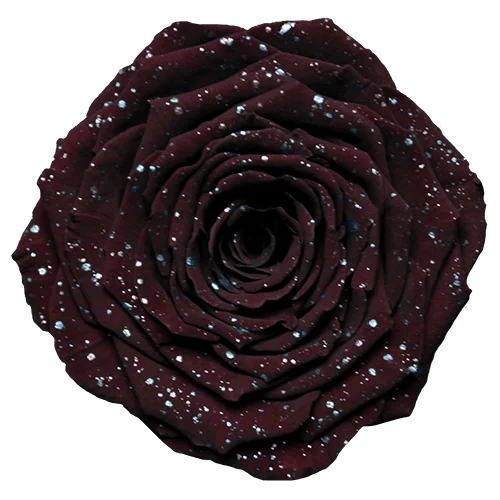 Rosas preservadas BELLA Galaxy - Paquete de 4