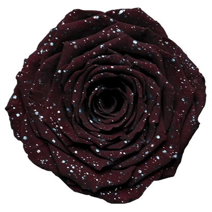 BELLA Preserved Roses Galaxy - Pack 4 - BMade