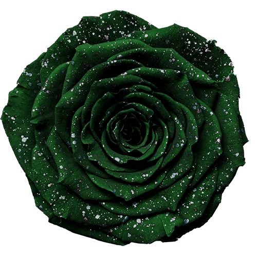 BELLA Preserved Roses Galaxy - Pack 4