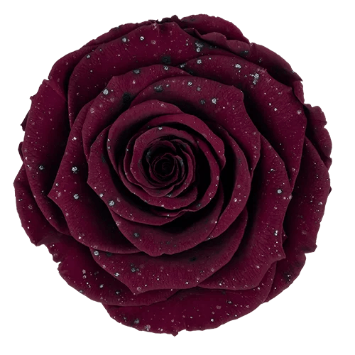 BELLA Preserved Roses Galaxy - Pack 4