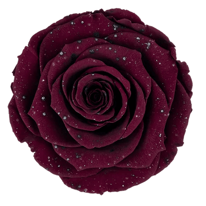 BELLA Preserved Roses Galaxy - Pack 4 - BMade