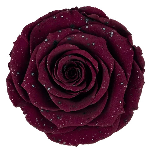 LL+ Preserved Roses Galaxy - Pack of 6