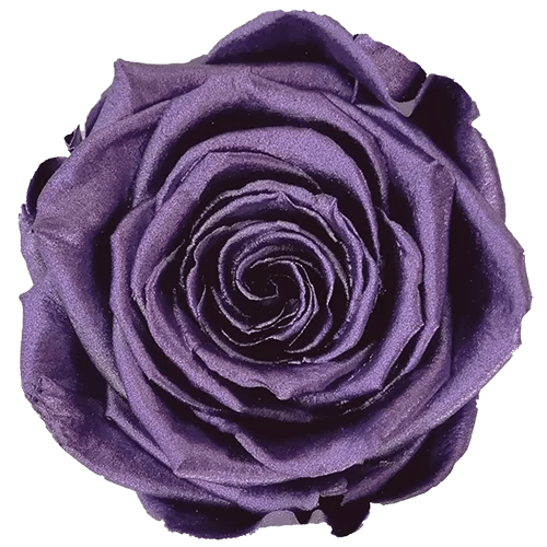 BELLA Preserved Roses Metallic - Pack 4