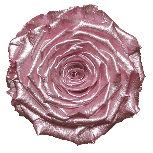 XL Preserved Roses Metallic - Pack of 6