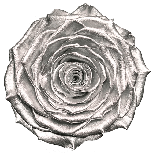 BELLA Preserved Roses Metallic - Pack 4