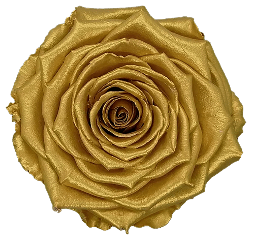 BELLA Preserved Roses Metallic - Pack 4