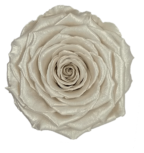 Rosas preservadas BELLA metalizadas - Paquete de 4