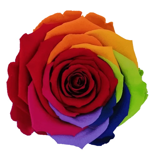 Rosas preservadas BELLA Arcoiris - Paquete de 4