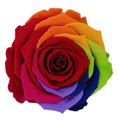 XL Preserved Roses Rainbow - Pack of 6