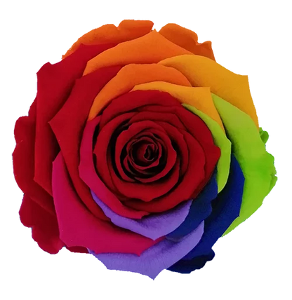 XL Preserved Roses Rainbow - Pack of 6 - BMade