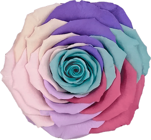 BELLA Preserved Roses Rainbow - Pack 4