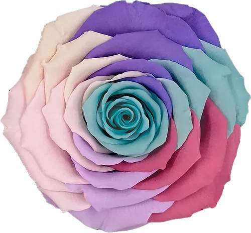 XL Preserved Roses Rainbow - Pack of 6